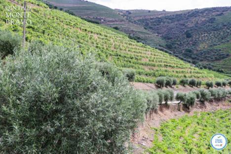 Quinta Do Monte Bravo - Douro - Quarto Duplo Villa Ervedosa do Douro Buitenkant foto